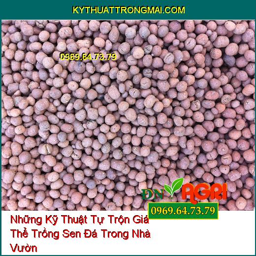 Những Kỹ Thuật Tự Trộn Giá Thể Trồng Sen Đá Trong Nhà Vườn