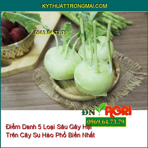 Điểm Danh 5 Loại Sâu Gây Hại Trên Cây Su Hào Phổ Biến Nhất