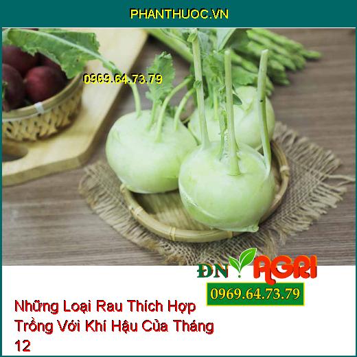 Những Loại Rau Thích Hợp Trồng Với Khí Hậu Của Tháng 12 