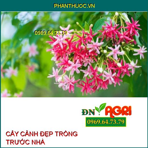 3 loại cây đẹp có thể trồng trước sân vườn cần “xin phép” hàng xóm trước khi có thể trồng