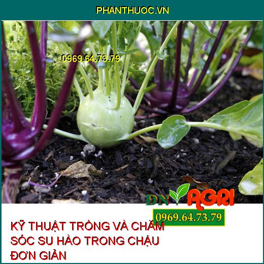 KỸ THUẬT TRỒNG VÀ CHĂM SÓC SU HÀO TRONG CHẬU ĐƠN GIẢN