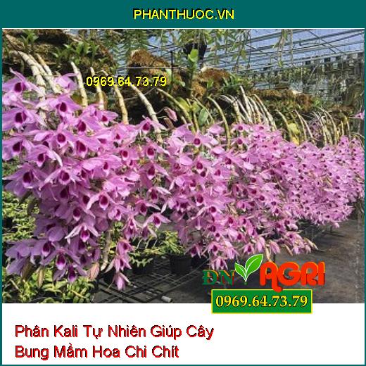 3 Loại Phân Kali Tự Nhiên Gia Đình Nào Cũng Có Giúp Cây Bung Mầm Hoa Chi Chít