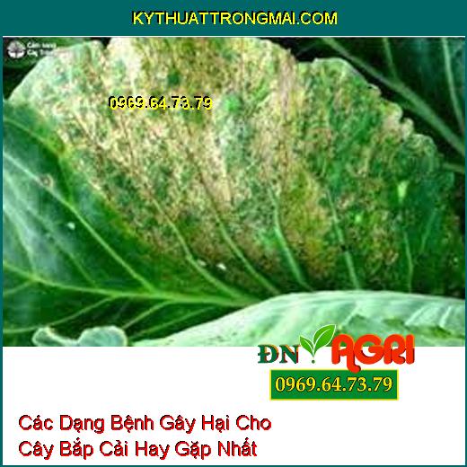 Các Dạng Bệnh Gây Hại Cho Cây Bắp Cải Hay Gặp Nhất