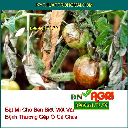 Bật Mí Cho Bạn Biết Một Vài Bệnh Thường Gặp Ở Cà Chua