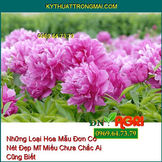 Những Loại Hoa Mẫu Đơn Có Nét Đẹp Mĩ Miều Chưa Chắc Ai Cũng Biết