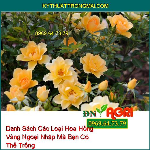 Danh Sách Các Loại Hoa Hồng Vàng Ngoại Nhập Mà Bạn Có Thể Trồng  