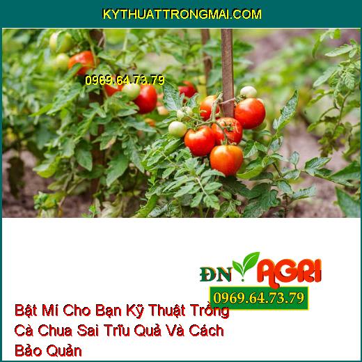 Bật Mí Cho Bạn Kỹ Thuật Trồng Cà Chua Sai Trĩu Quả Và Cách Bảo Quản