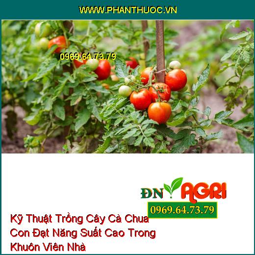 Kỹ Thuật Trồng Cây Cà Chua Con Đạt Năng Suất Cao Trong Khuôn Viên Nhà