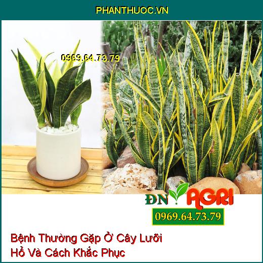 5 Bệnh Thường Gặp Ở Cây Lưỡi Hổ Và Cách Khắc Phục