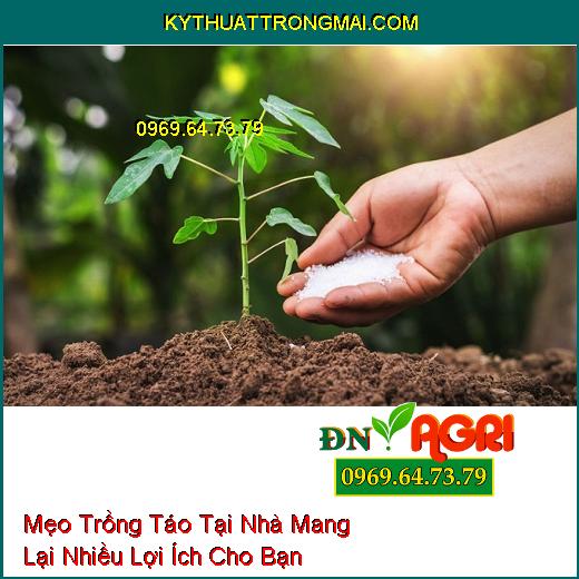 Mẹo Trồng Táo Tại Nhà Mang Lại Nhiều Lợi Ích Cho Bạn