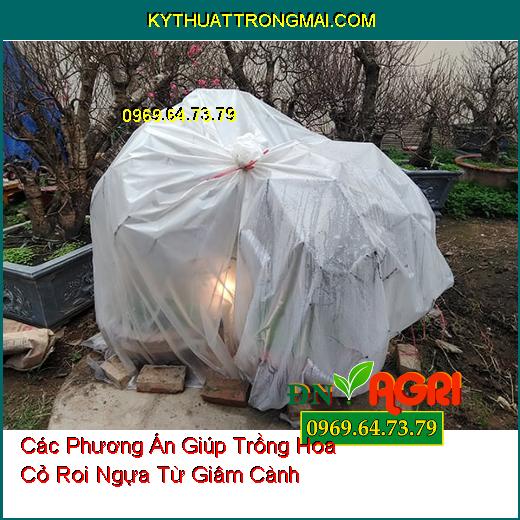 Các Phương Án Giúp Trồng Hoa Cỏ Roi Ngựa Từ Giâm Cành