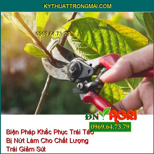 Biện Pháp Khắc Phục Trái Táo Bị Nứt Làm Cho Chất Lượng Trái Giảm Sút