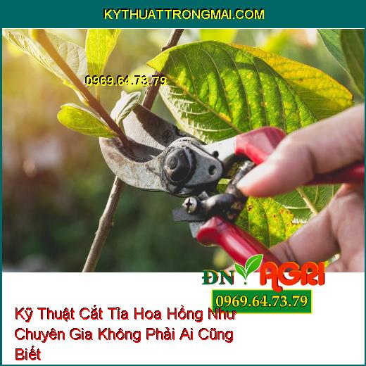 Kỹ Thuật Cắt Tỉa Hoa Hồng Như Chuyên Gia Không Phải Ai Cũng Biết