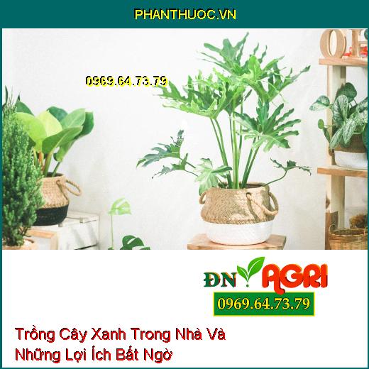 Trồng Cây Xanh Trong Nhà Và Những Lợi Ích Bất Ngờ