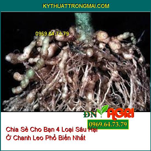 Chia Sẻ Cho Bạn 4 Loại Sâu Hại Ở Chanh Leo Phổ Biến Nhất