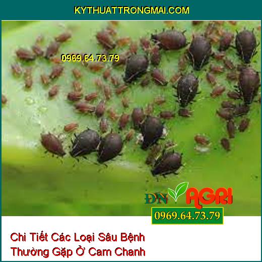 Chi Tiết Các Loại Sâu Bệnh Thường Gặp Ở Cam Chanh