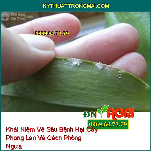 Khái Niệm Về Sâu Bệnh Hại Cây Phong Lan Và Cách Phòng Ngừa