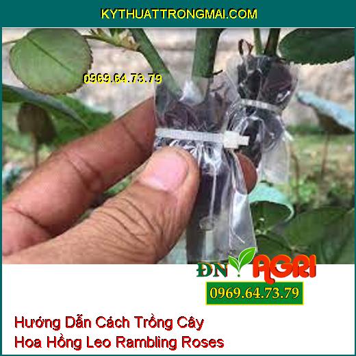 Hướng Dẫn Cách Trồng Cây Hoa Hồng Leo Rambling Roses