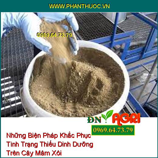 Những Biện Pháp Khắc Phục Tình Trạng Thiếu Dinh Dưỡng Trên Cây Mâm Xôi