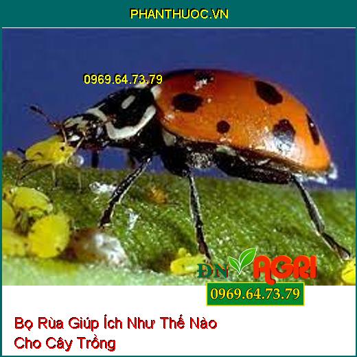 Bọ Rùa Giúp Ích Như Thế Nào Cho Cây Trồng