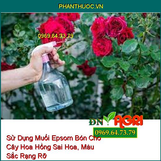 Sử Dụng Muối Epsom Bón Cho Cây Hoa Hồng Sai Hoa, Màu Sắc Rạng Rỡ