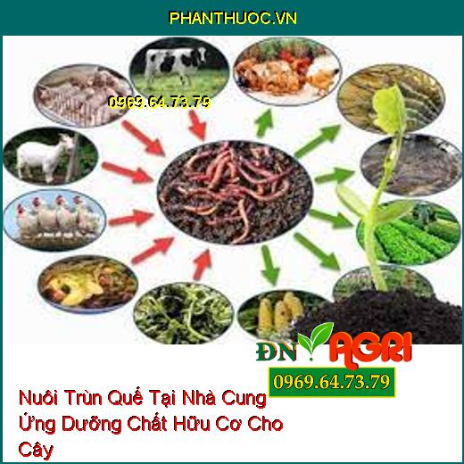 Các Hình Thức Nuôi Trùn Quế Tại Nhà Cung Ứng Dưỡng Chất Hữu Cơ Cho Cây