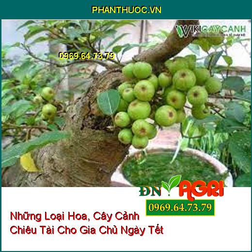 Những Loại Hoa, Cây Cảnh Chiêu Tài Cho Gia Chủ Ngày Tết