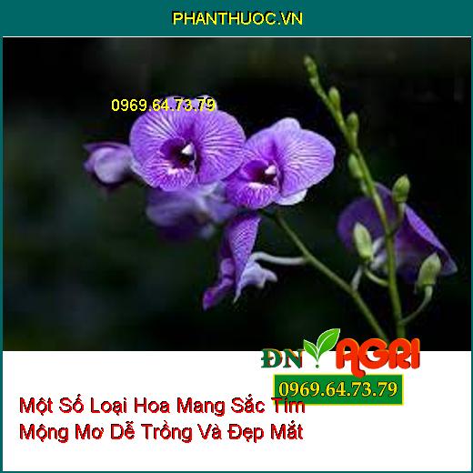 Một Số Loại Hoa Mang Sắc Tím Mộng Mơ Dễ Trồng Và Đẹp Mắt