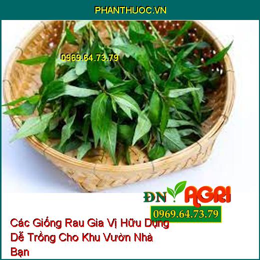 Các Giống Rau Gia Vị Hữu Dụng Dễ Trồng Cho Khu Vườn Nhà Bạn