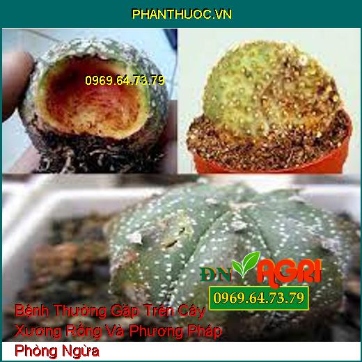 Bệnh Thường Gặp Trên Cây Xương Rồng Và Phương Pháp Phòng Ngừa