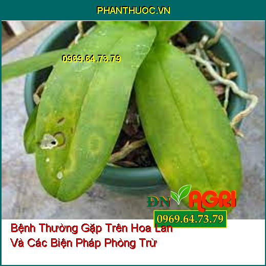 Bệnh Thường Gặp Trên Hoa Lan Và Các Biện Pháp Phòng Trừ