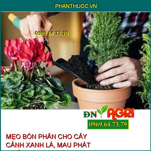 MẸO BÓN PHÂN CHO CÂY CẢNH XANH LÁ, MAU PHÁT TRIỂN