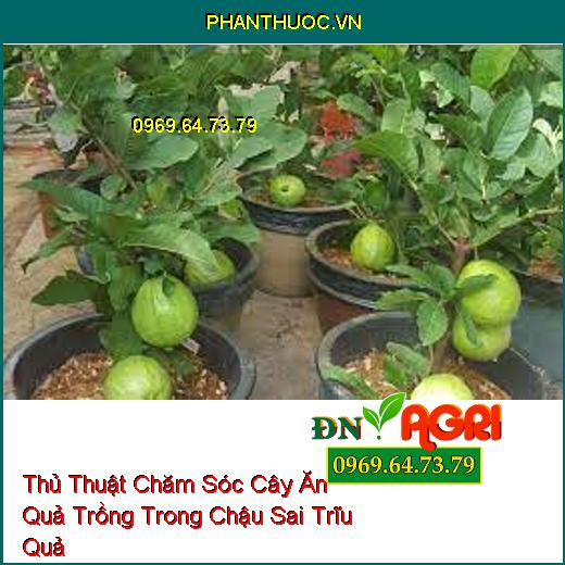 Thủ Thuật Chăm Sóc Cây Ăn Quả Trồng Trong Chậu Sai Trĩu Quả