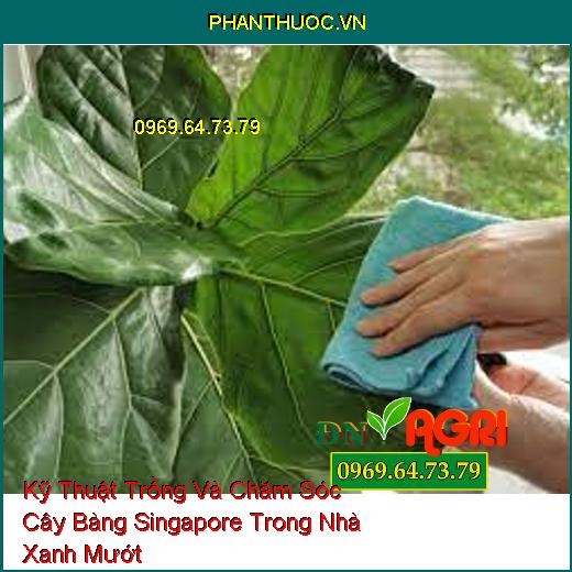 Kỹ Thuật Trồng Và Chăm Sóc Cây Bàng Singapore Trong Nhà Xanh Mướt 