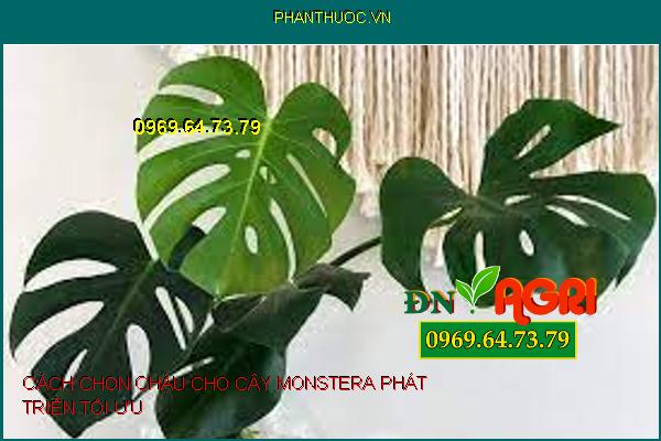 CÁCH CHỌN CHẬU CHO CÂY MONSTERA PHÁT TRIỂN TỐI ƯU