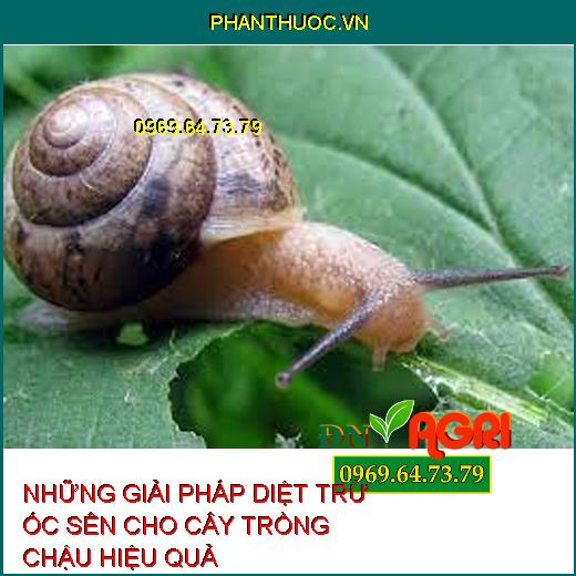 NHỮNG GIẢI PHÁP DIỆT TRỪ ỐC SÊN CHO CÂY TRỒNG CHẬU HIỆU QUẢ