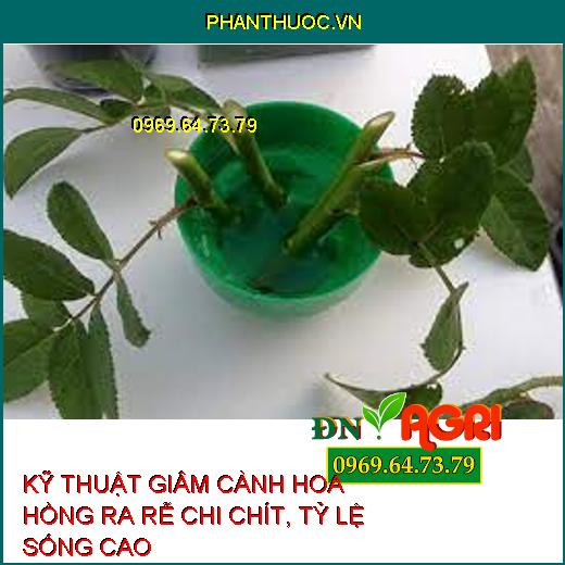 KỸ THUẬT GIÂM CÀNH HOA HỒNG RA RỄ CHI CHÍT, TỶ LỆ SỐNG CAO