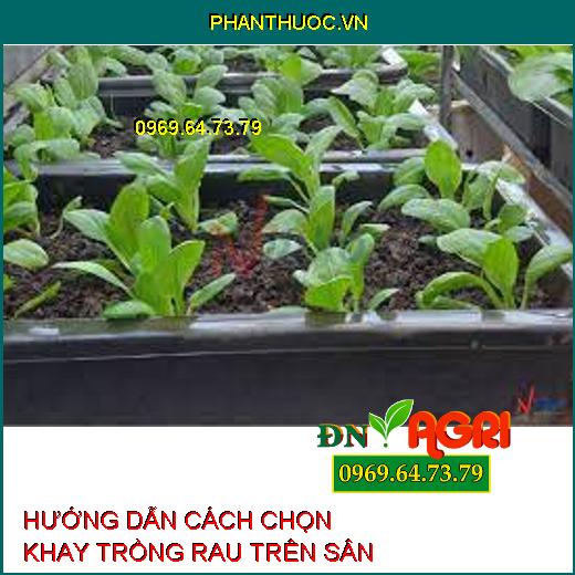 HƯỚNG DẪN CÁCH CHỌN KHAY TRỒNG RAU TRÊN SÂN THƯỢNG