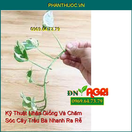 Kỹ Thuật Nhân Giống Và Chăm Sóc Cây Trầu Bà Nhanh Ra Rễ