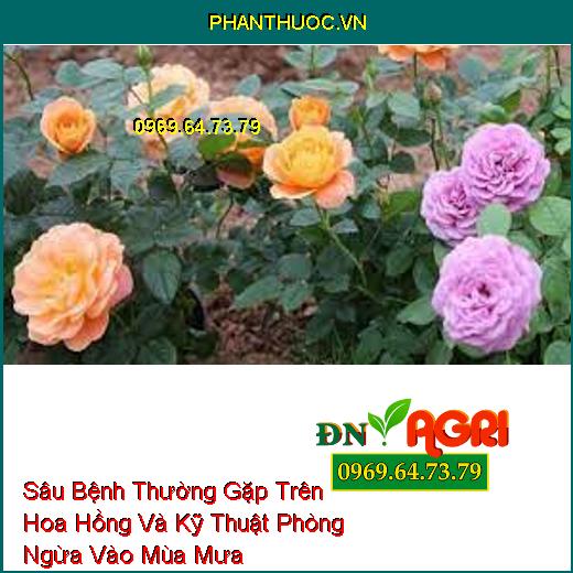 Sâu Bệnh Thường Gặp Trên Hoa Hồng Và Kỹ Thuật Phòng Ngừa Vào Mùa Mưa