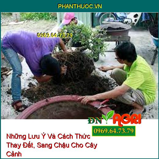 Những Lưu Ý Và Cách Thức Thay Đất, Sang Chậu Cho Cây Cảnh 