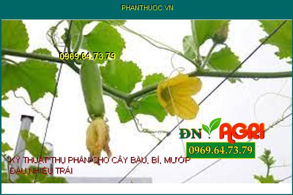 KỸ THUẬT THỤ PHẤN CHO CÂY BẦU, BÍ, MƯỚP ĐẬU NHIỀU TRÁI