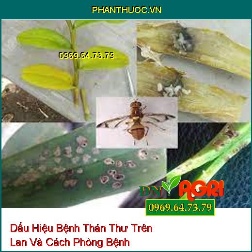 Dấu Hiệu Bệnh Thán Thư Trên Lan Và Cách Phòng Bệnh