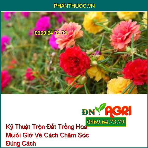 Kỹ Thuật Trộn Đất Trồng Hoa Mười Giờ Và Cách Chăm Sóc Đúng Cách Cho Hoa Nở Đẹp