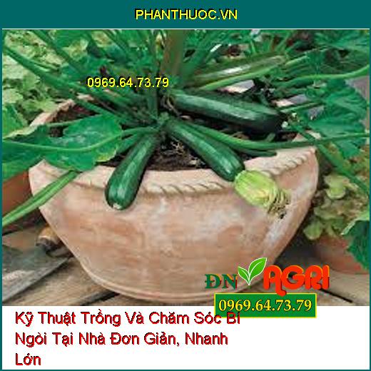 Kỹ Thuật Trồng Và Chăm Sóc Bí Ngòi Tại Nhà Đơn Giản, Nhanh Lớn