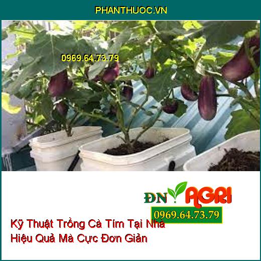 Kỹ Thuật Trồng Cà Tím Tại Nhà Hiệu Quả Mà Cực Đơn Giản