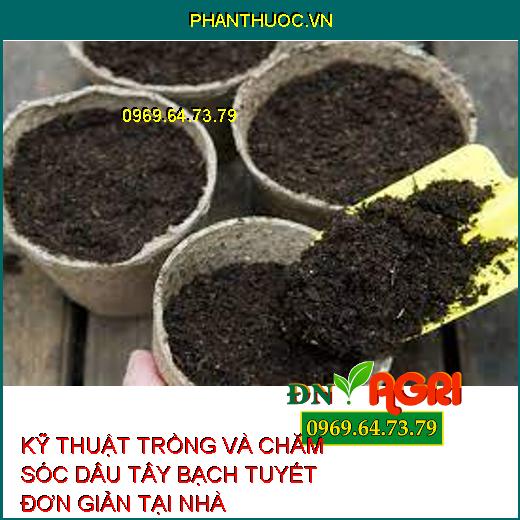 KỸ THUẬT TRỒNG VÀ CHĂM SÓC DÂU TÂY BẠCH TUYẾT ĐƠN GIẢN TẠI NHÀ