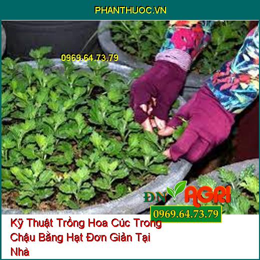 Kỹ Thuật Trồng Hoa Cúc Trong Chậu Bằng Hạt Đơn Giản Tại Nhà