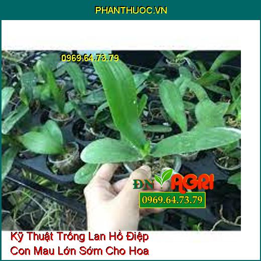 Kỹ Thuật Trồng Lan Hồ Điệp Con Mau Lớn Sớm Cho Hoa