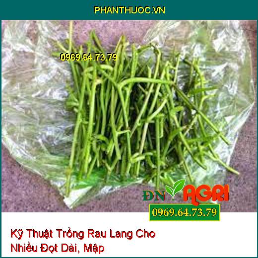 Kỹ Thuật Trồng Rau Lang Cho Nhiều Đọt Dài, Mập